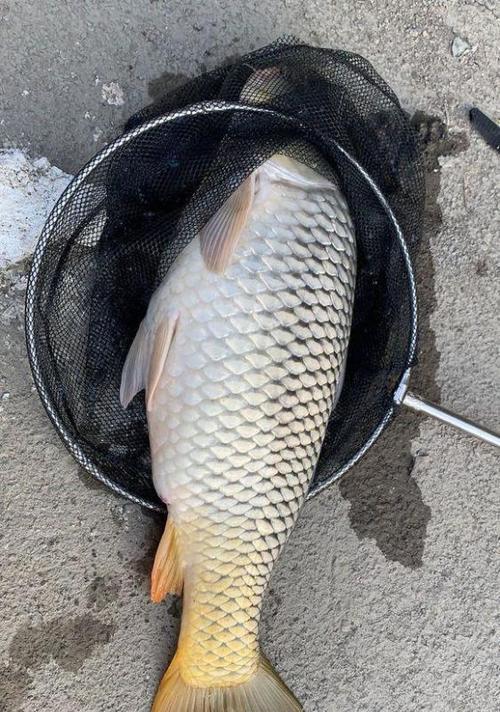 如何掌握钓鲢鱼浮头技巧？常见问题有哪些？