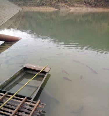 如何掌握钓鲢鱼浮头技巧？常见问题有哪些？