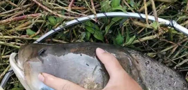 如何掌握钓鲢鱼的抛海竿技巧？常见问题有哪些？