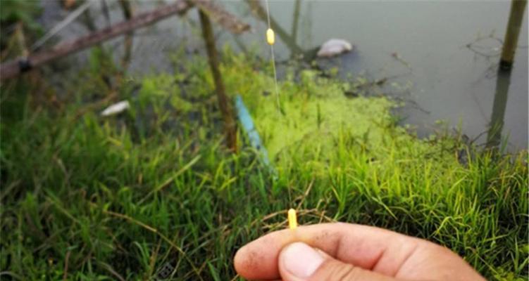 如何掌握钓鲢鱼的野外调漂技巧？常见问题有哪些？