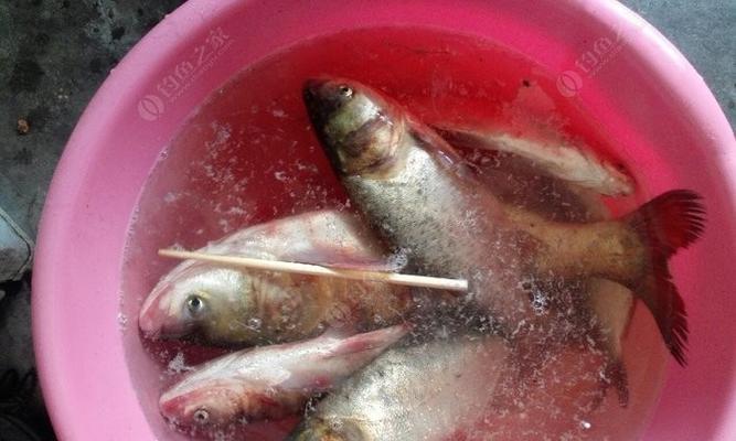 如何在野外成功钓到鲢鱼？掌握这些技巧了吗？