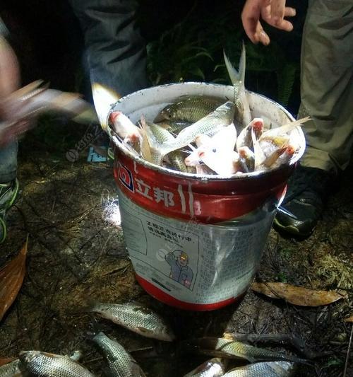 钓鲮鱼时如何正确打窝配饵？有哪些高效的钓鱼方法？