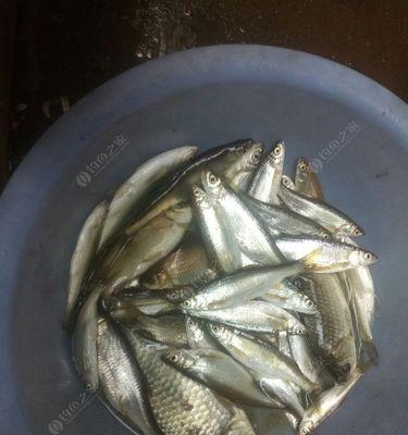 如何在流水环境中成功钓到白条鱼？有哪些必备技巧和注意事项？