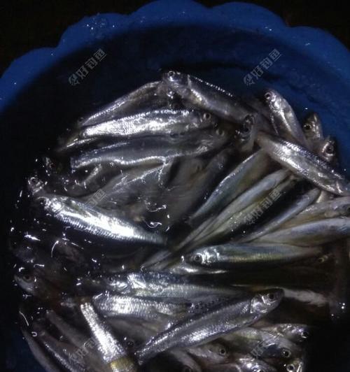 如何在流水环境中成功钓到白条鱼？有哪些必备技巧和注意事项？