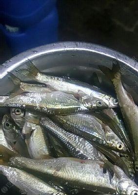 如何在流水环境中成功钓到白条鱼？有哪些必备技巧和注意事项？