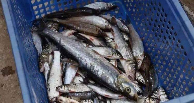 如何在流水河中成功钓到鱼？掌握哪些技巧和方法？
