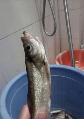 如何正确钓流水翘嘴？掌握哪些技巧能提高成功率？