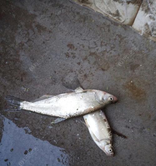 如何正确钓流水翘嘴？掌握哪些技巧能提高成功率？