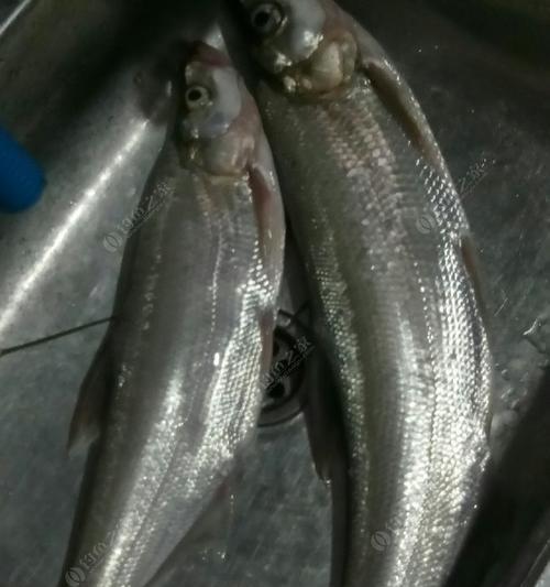 如何正确钓流水翘嘴？掌握哪些技巧能提高成功率？