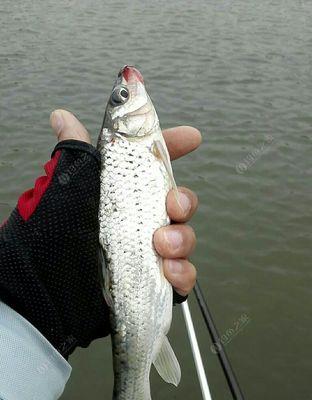 钓鲈鱼时如何选择最佳鱼饵？有哪些有效技巧提高成功率？