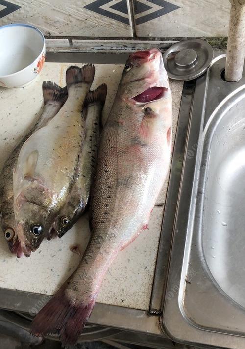 钓鲈鱼浮钓技巧有哪些？如何提高浮钓鲈鱼的成功率？