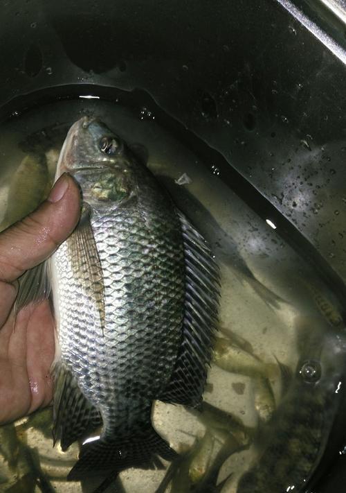钓罗非鱼时诱饵配置有哪些讲究？如何掌握有效的钓鱼技巧？