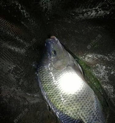 如何高效钓罗非鱼？掌握这些垂钓技巧了吗？