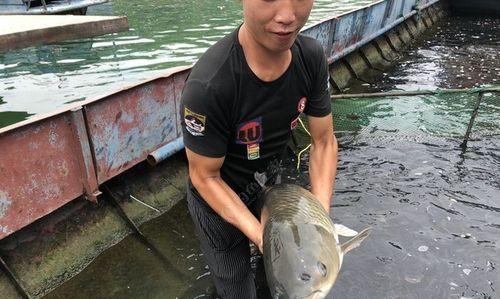 如何高效钓罗非鱼？掌握这些垂钓技巧了吗？