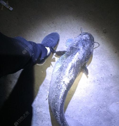 如何掌握钓鲶鱼的浮漂技巧？有哪些有效方法？