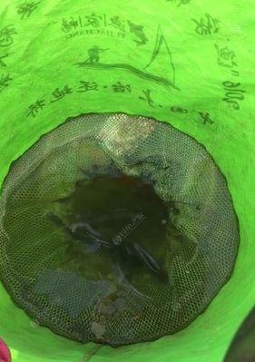 如何钓鲶鱼？掌握浮漂技巧和方法教程有哪些？