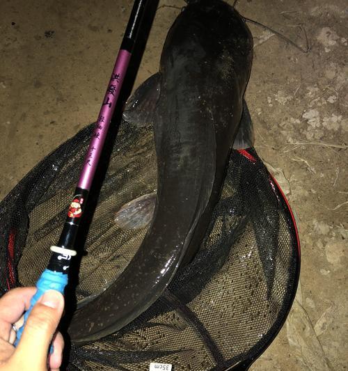 如何钓鲶鱼？掌握浮漂技巧和方法教程有哪些？