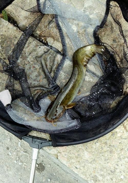 钓鲶鱼浮漂技巧教程？如何提高钓鲶鱼的成功率？