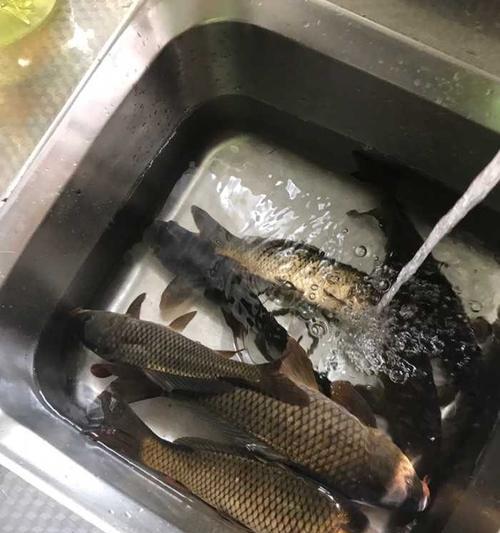 如何在农村钓野生塘鲤鱼？有哪些有效技巧？