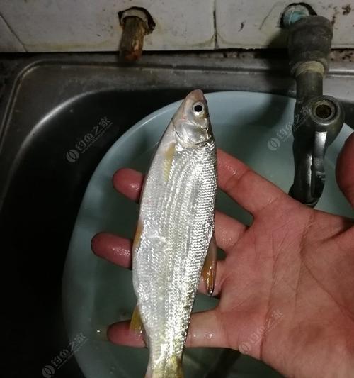 如何掌握钓翘嘴钓浮的技巧？有哪些常见问题需要注意？