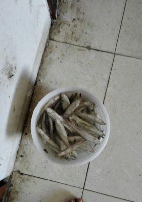 如何掌握钓翘嘴钓浮的技巧？有哪些常见问题需要注意？