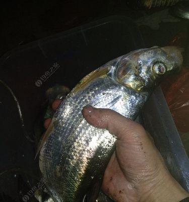 如何掌握钓翘嘴红尾的打浮技巧？有哪些常见问题需要注意？