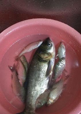如何掌握钓翘嘴技巧中的拉饵浮钓法？常见问题有哪些？