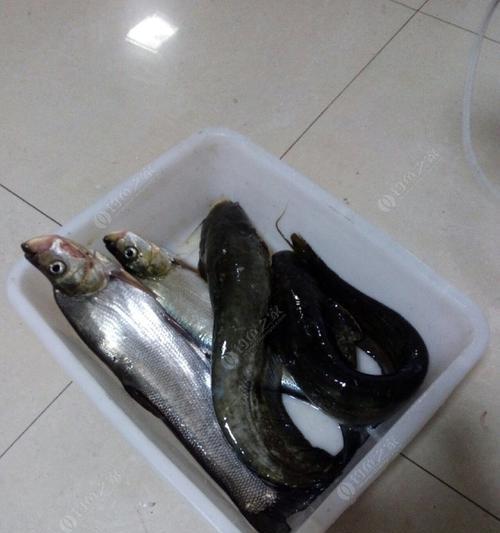 如何掌握钓翘嘴技巧中的拉饵浮钓法？常见问题有哪些？
