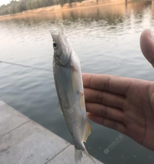 如何掌握钓翘嘴手竿的抛投技巧？常见错误有哪些？