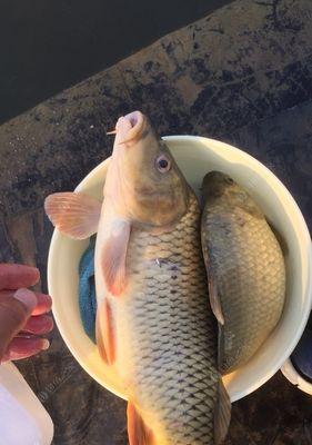 如何掌握钓青鱼的短竿线长抛竿技巧？常见问题有哪些？