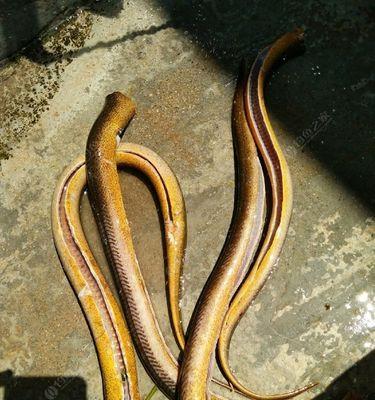 如何有效钓到野生鳝鱼？掌握哪些技巧可以提高成功率？