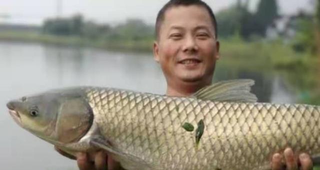 如何有效钓乌头鱼？浮钓技巧有哪些？