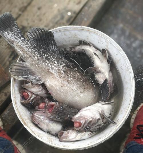 钓乌头鱼时浮钓和钓底哪种方法更有效？