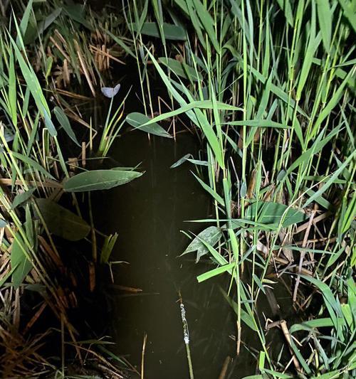 钓虾技巧钩沉底吗？如何提高钓虾成功率？
