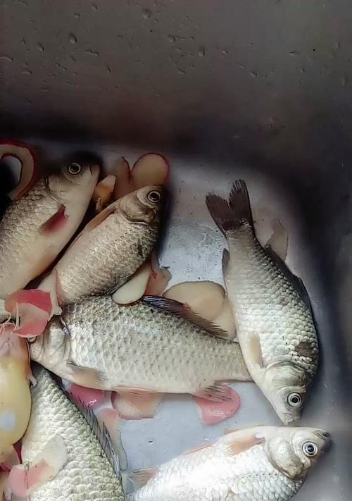 如何提高钓野草鱼的成功率？有哪些必备的技巧和装备？