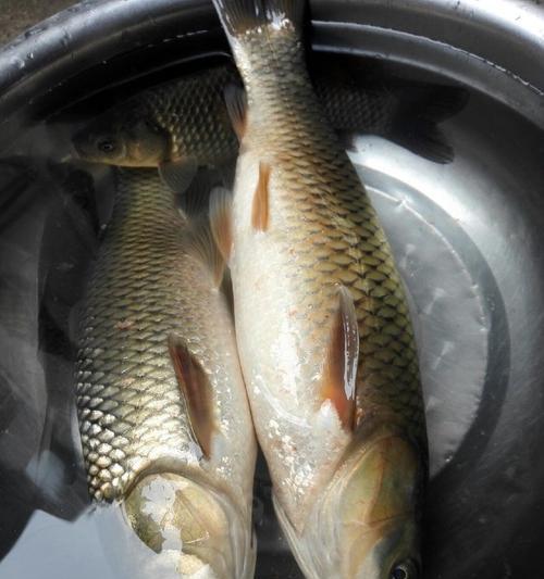 如何钓到野生草鱼？掌握哪些技巧能提高成功率？