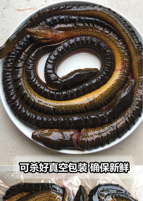 如何有效钓到野生大黄鳝仁寿鱼？有哪些技巧和注意事项？