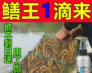 如何有效钓到野生大黄鳝仁寿鱼？有哪些技巧和注意事项？