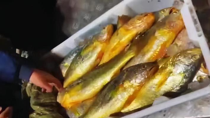 如何提高钓野生大黄鱼的成功率？有哪些必备技巧和注意事项？