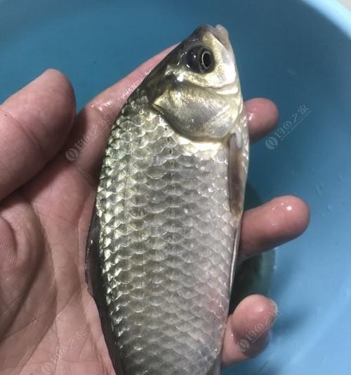 如何钓野生大鲫鱼？掌握哪些技巧能提高成功率？