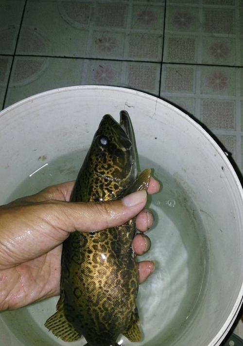 如何钓到野生鳜鱼？掌握这些方法和技巧能提高成功率吗？