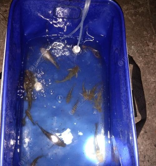 如何钓野生黄蜂鱼？掌握这些技巧轻松上钩！
