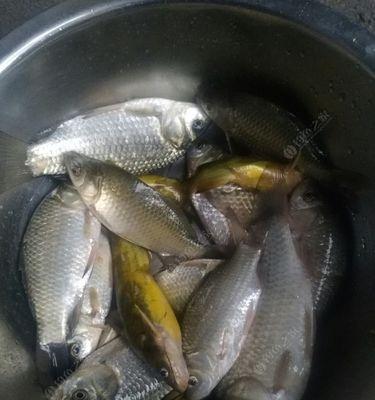 如何钓野生黄蜂鱼？有哪些有效的技巧和方法？