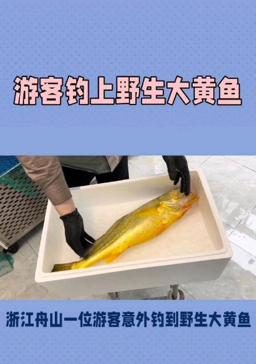 如何高效钓到野生黄鱼？掌握这些技巧和方法了吗？