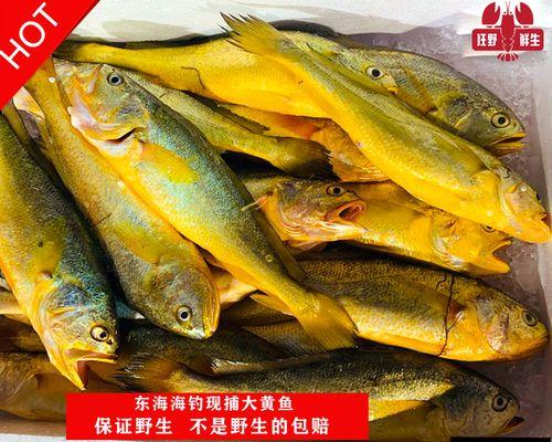 如何钓到野生黄鱼？掌握这些技巧和方法教程能提高成功率吗？