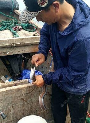 如何钓野生黄鱼？掌握这些技巧轻松上钩！