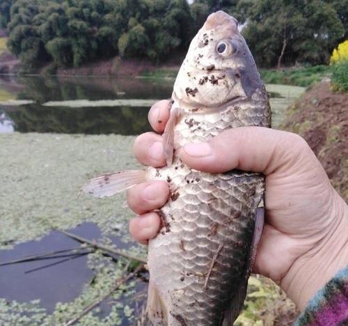 如何提高钓野生鲫鱼的成功率？有哪些有效的技巧和方法？
