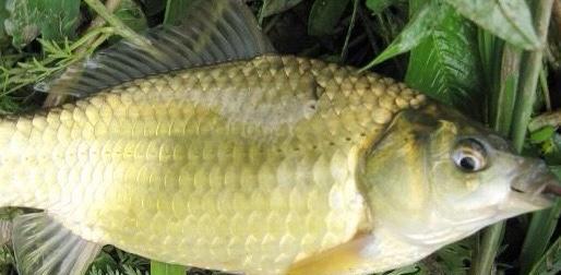 如何选择最佳钓位和饵料搭配来钓野生鲫鱼？