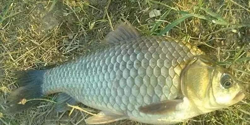 钓野生鲫鱼有什么技巧？如何提高钓鲫鱼的成功率？