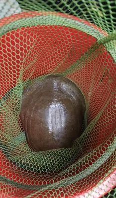 如何有效钓到野生甲鱼？掌握哪些技巧能提高成功率？